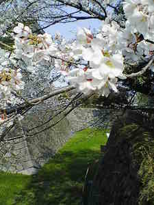 お堀の桜.jpg