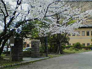 動物園跡門と桜１.jpg