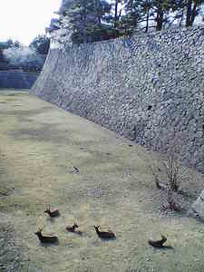 名古屋城のお堀の鹿.jpg