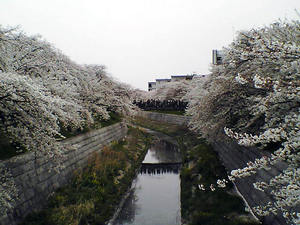 山崎川の桜.jpg
