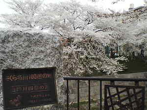 山崎川の桜その２.jpg