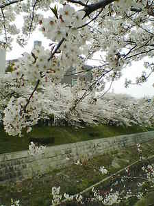 山崎川の桜その３.jpg