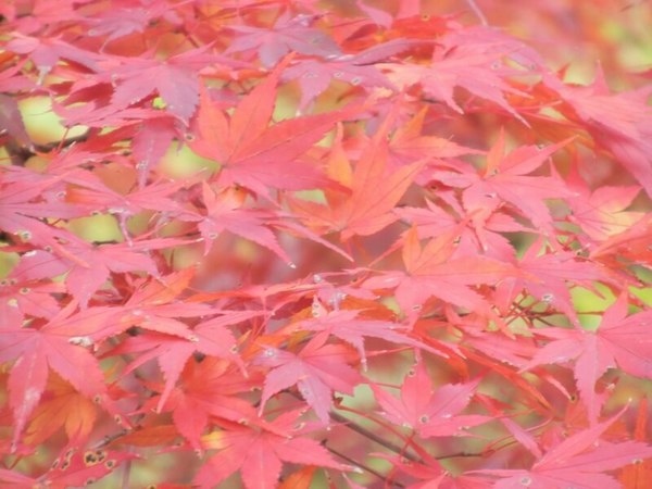 東山植物園紅葉.JPG