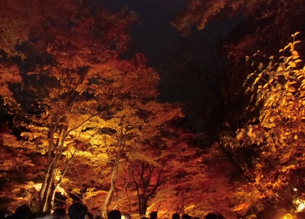 東山植物園紅葉ライトアップ1.jpg
