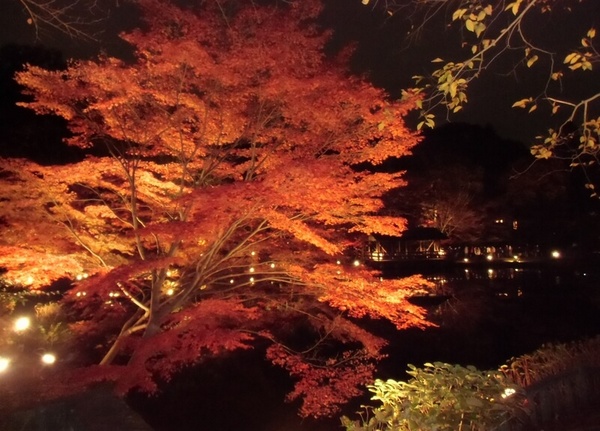 東山植物園紅葉ライトアップ2.jpg