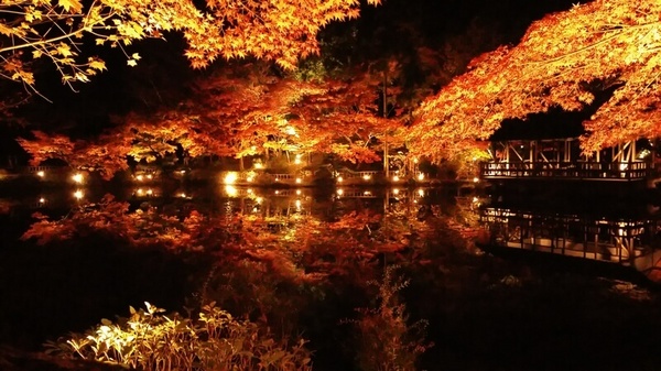 東山植物園紅葉ライトアップ3.jpg