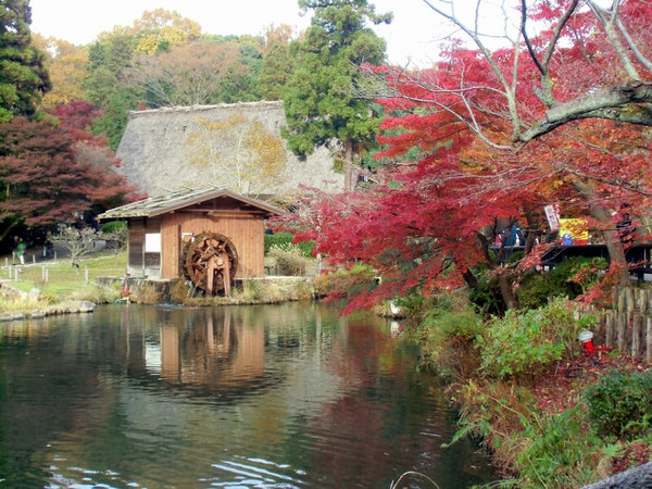 東山植物園紅葉水車.JPG