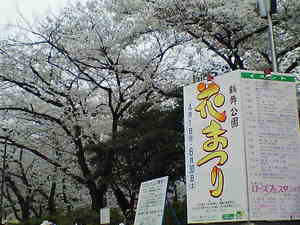 鶴舞公園の桜.jpg