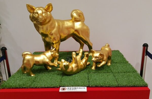 黄金の柴犬.jpg